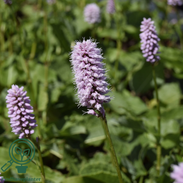 Bistorta officinalis 'Superba', Slangeurt