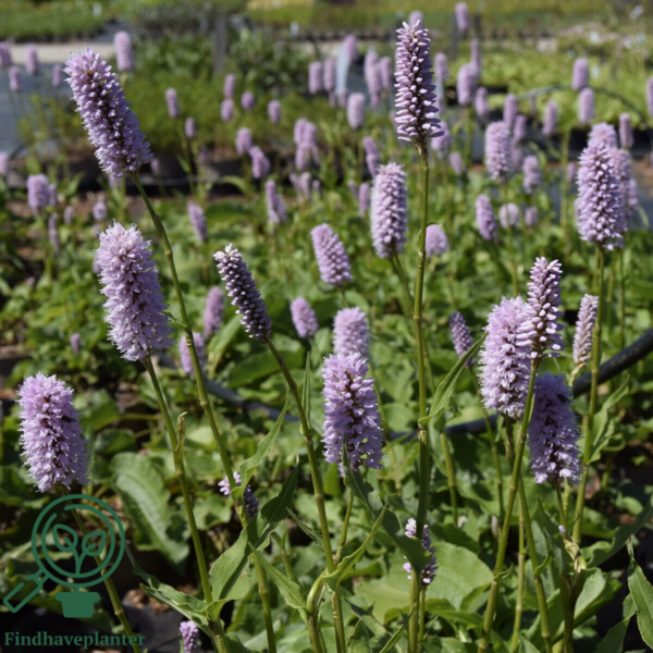 Bistorta officinalis 'Superba', Slangeurt