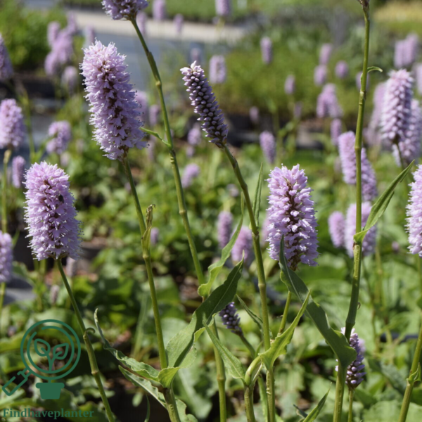 Bistorta officinalis 'Superba', Slangeurt