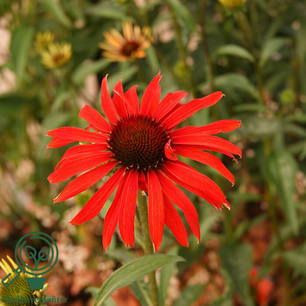Echinacea hybrid 'Hot Summer'®, Solhat
