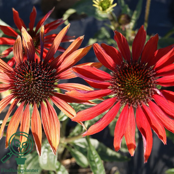 Echinacea hybrid 'Hot Summer'®, Solhat