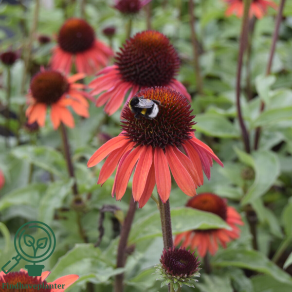 Echinacea hybrid 'Hot Summer'®, Solhat