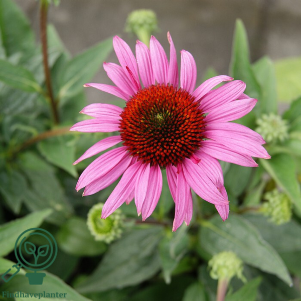 Echinacea hybrid 'Little Magnus'®, Solhat