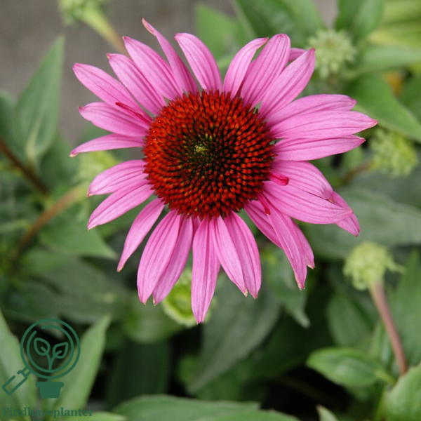 Echinacea hybrid 'Little Magnus'®, Solhat