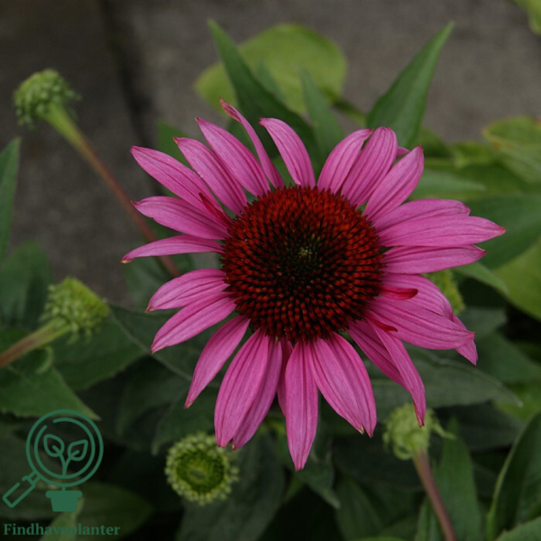 Echinacea hybrid 'Little Magnus'®, Solhat