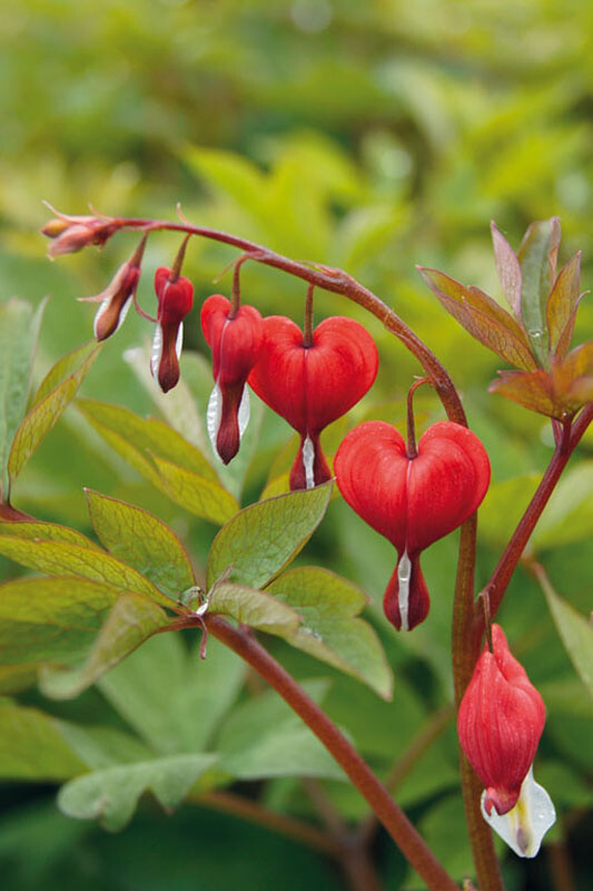 Dicentra spectabilis 'Valentine'®, Hjerteblomst