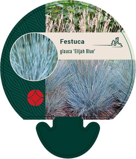 Festuca glauca 'Elijah Blue', Bjørnegræs