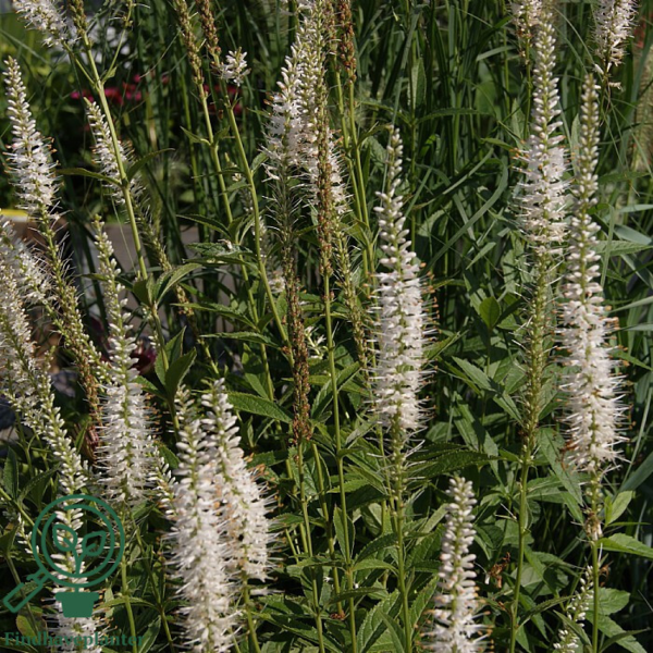 Veronicastrum virginicum 'Album', Virginsk ærenpris