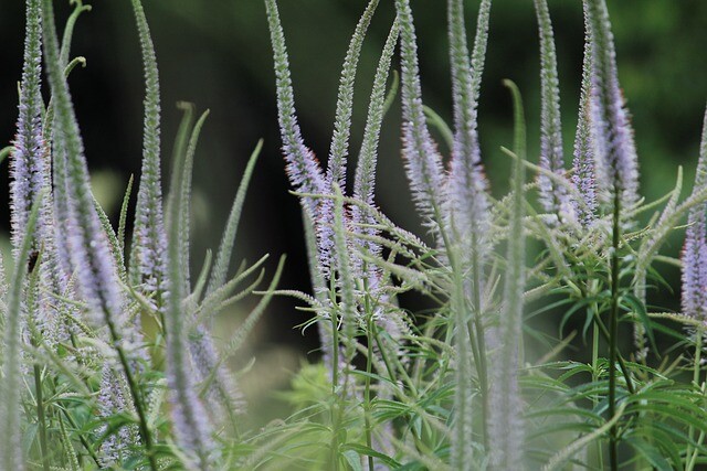 Veronicastrum virginicum 'Album', Virginsk ærenpris