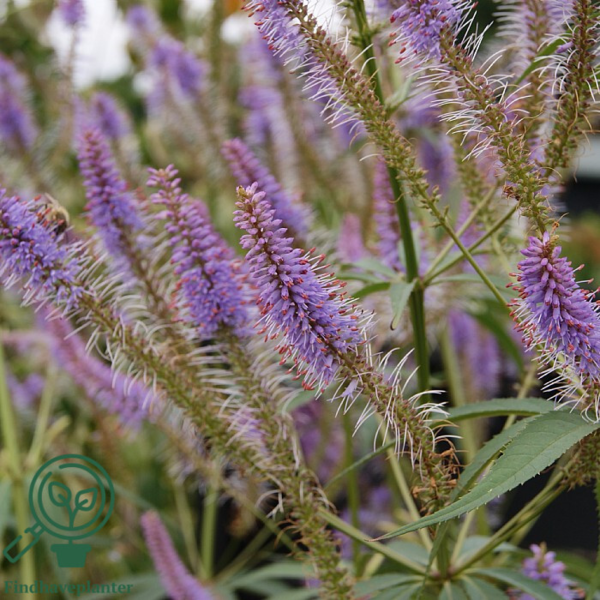 Veronicastrum virginicum 'Fascination', Virginsk ærenpris