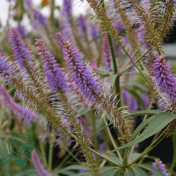 Veronicastrum virginicum 'Fascination', Virginsk ærenpris