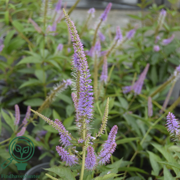 Veronicastrum virginicum 'Fascination', Virginsk ærenpris