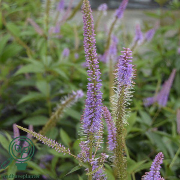 Veronicastrum virginicum 'Fascination', Virginsk ærenpris