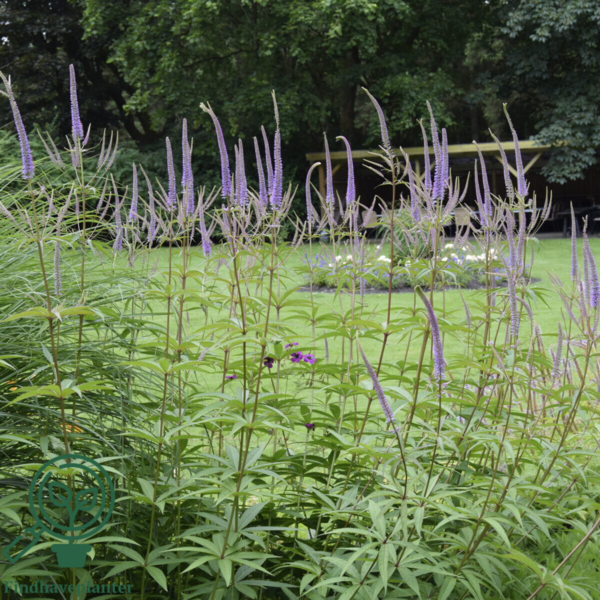 Veronicastrum virginicum 'Fascination', Virginsk ærenpris