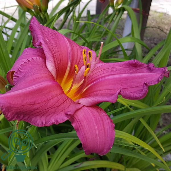 Hemerocallis hybrid 'Summer Wine', Daglilje