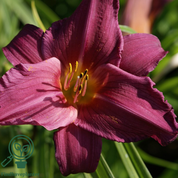 Hemerocallis hybrid 'Summer Wine', Daglilje