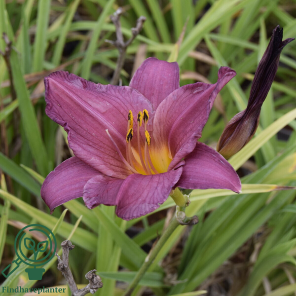 Hemerocallis hybrid 'Summer Wine', Daglilje