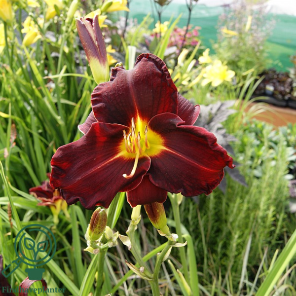 Hemerocallis hybrid 'Ed Murray', Daglilje