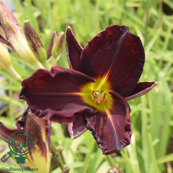 Hemerocallis hybrid 'Ed Murray', Daglilje