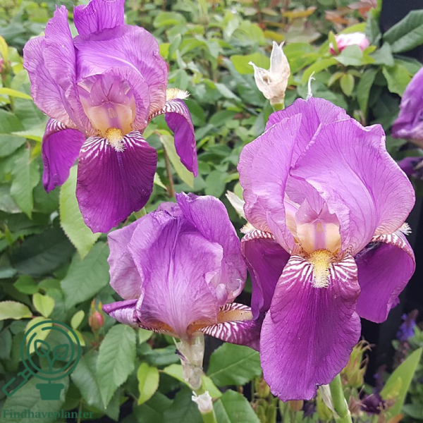 iris germanica 'Imperator', Iris