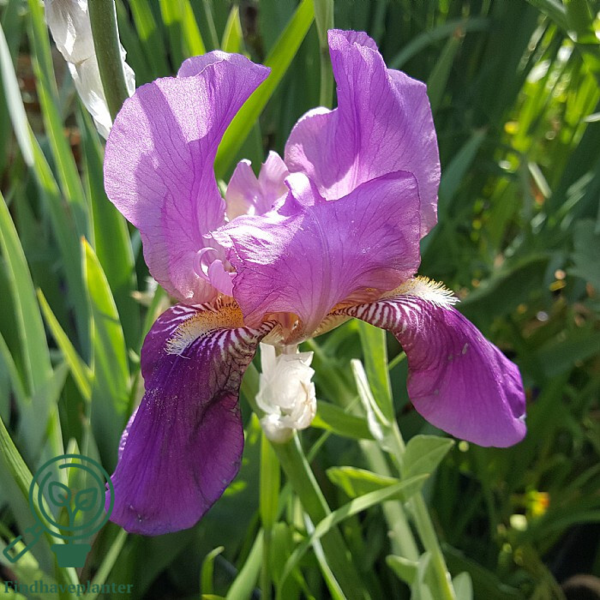 iris germanica 'Imperator', Iris