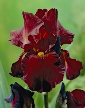 iris germanica 'Sultans Palace', Iris