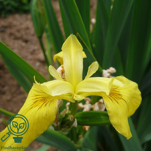 Iris pseudacorus, Iris