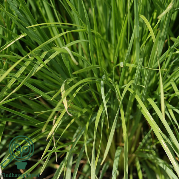 Deschampsia cespitosa 'Goldschleier', Mosebunke