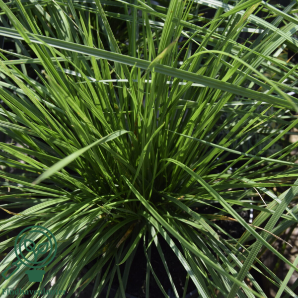 Deschampsia cespitosa 'Goldschleier', Mosebunke