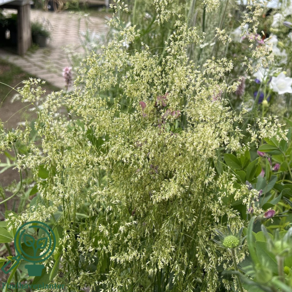 Deschampsia cespitosa 'Goldschleier', Mosebunke