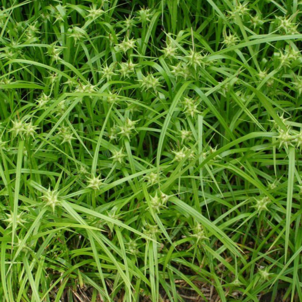 Carex grayi, Star