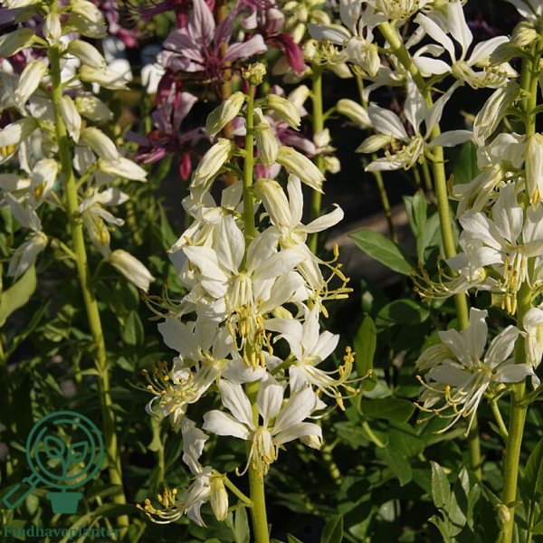 Dictamnus albus 'Albiflorus', Gasplante