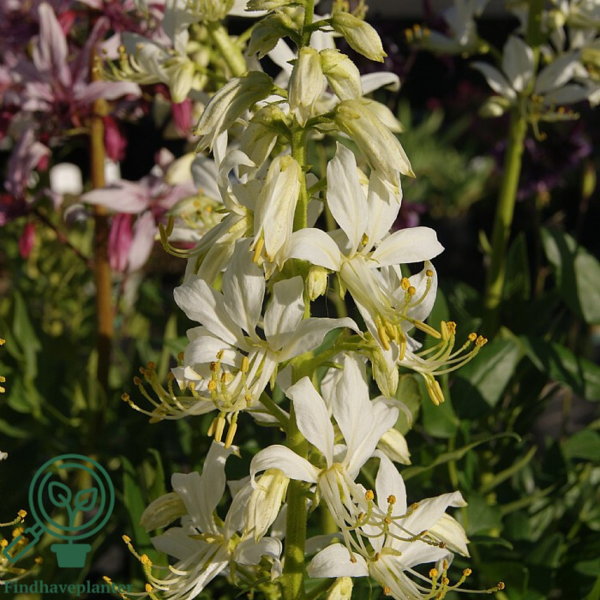 Dictamnus albus 'Albiflorus', Gasplante