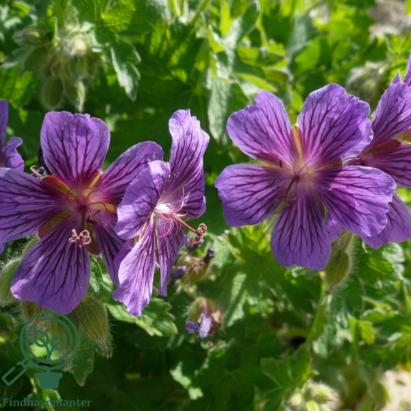 Geranium magnificum, Storkenæb