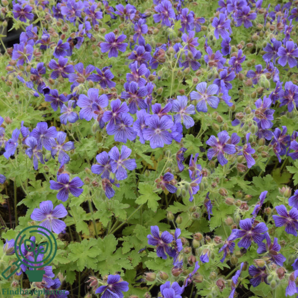 Geranium magnificum, Storkenæb