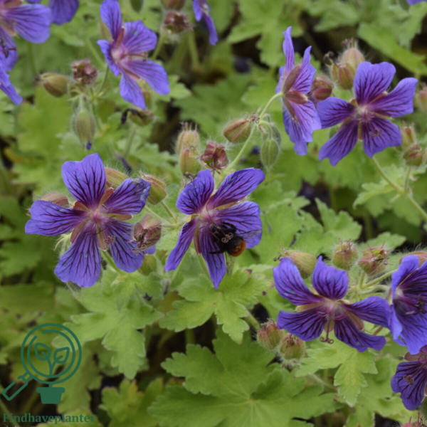 Geranium magnificum, Storkenæb