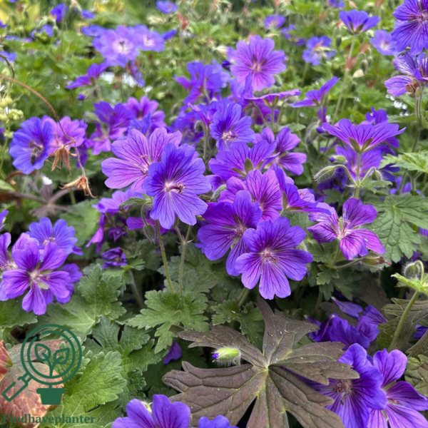Geranium magnificum, Storkenæb