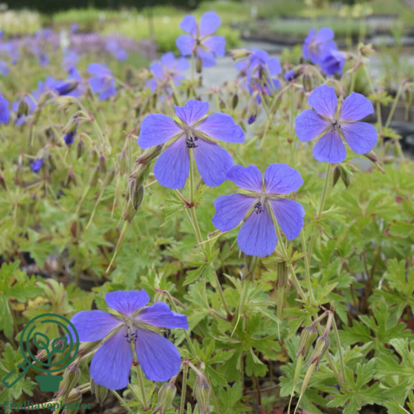 Geranium himalayense 'Baby Blue', Storkenæb