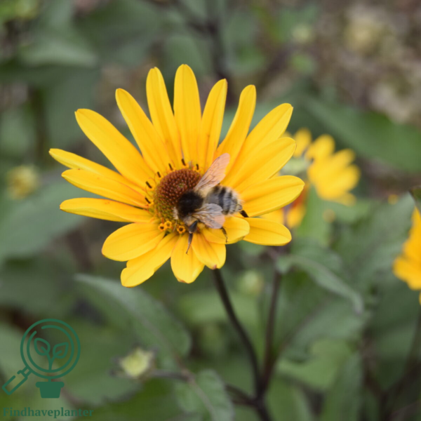 Heliopsis helianthoides 'Summer Nights', Dagøje