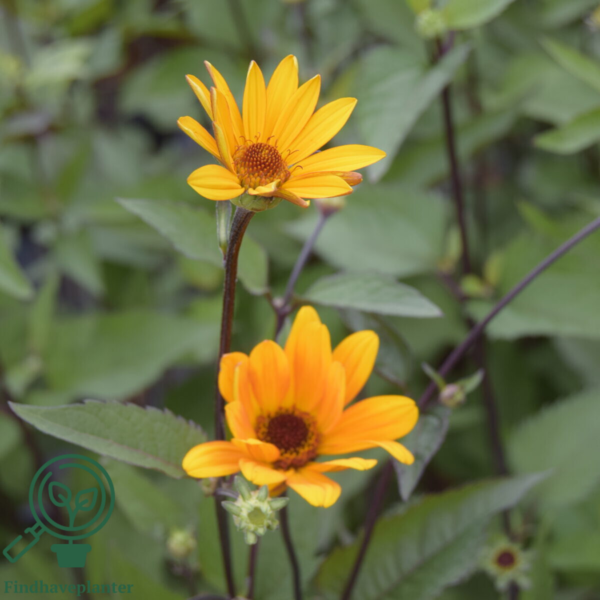 Heliopsis helianthoides 'Summer Nights', Dagøje