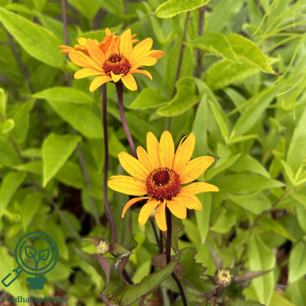 Heliopsis helianthoides 'Summer Nights', Dagøje