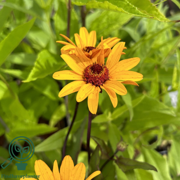 Heliopsis helianthoides 'Summer Nights', Dagøje