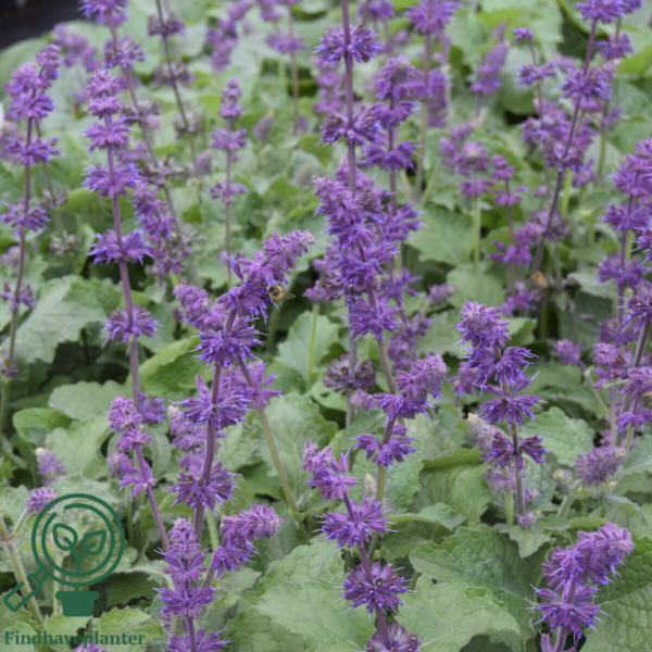 Salvia verticillata 'Purple Rain', Kranssalvie