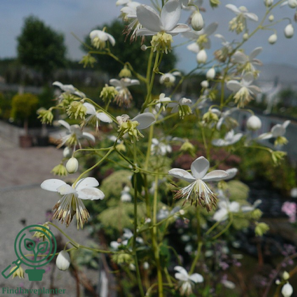 Thalictrum delavayi 'Album', Violfrøstjerne