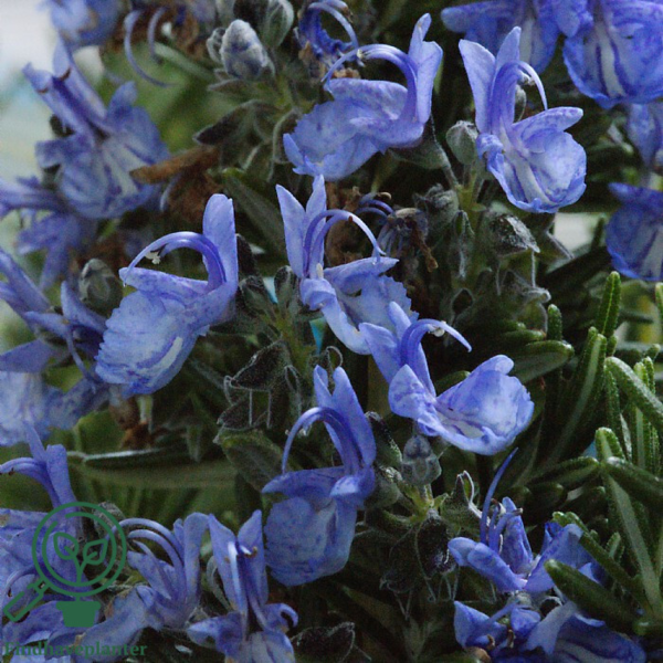 Rosmarinus officinalis, Rosmarin