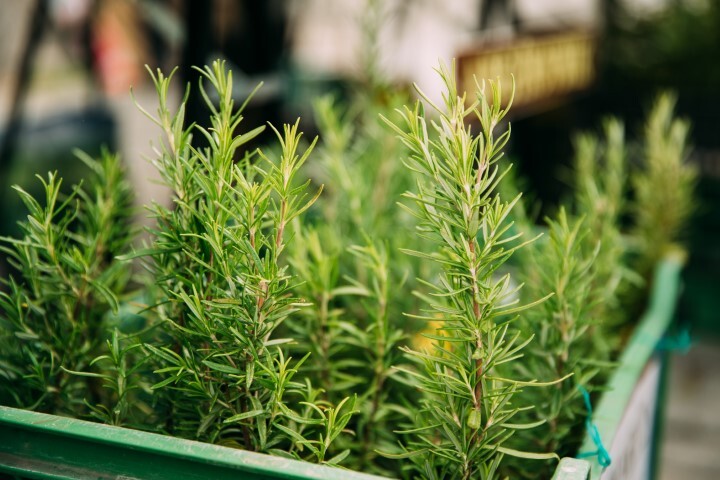 Rosmarinus officinalis, Rosmarin