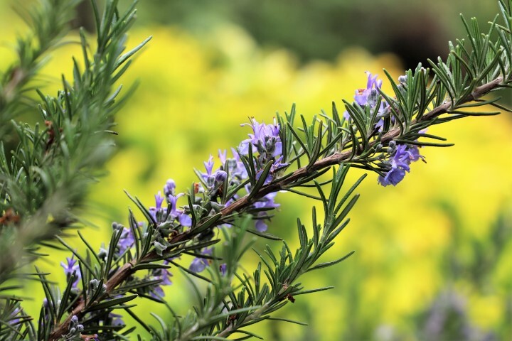 Rosmarinus officinalis, Rosmarin