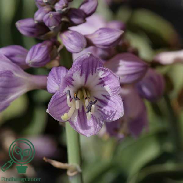 Hosta hybrid 'Blue Mouse Ears', Funkia