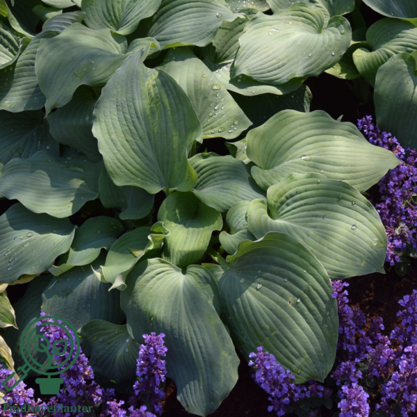 Hosta hybrid 'Blue Angel', Funkia