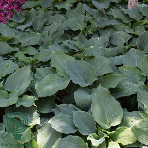 Hosta hybrid 'Blue Angel', Funkia